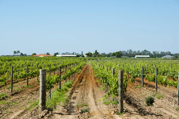 Swan Valley Wijngaarden Perth Australië — Stockfoto