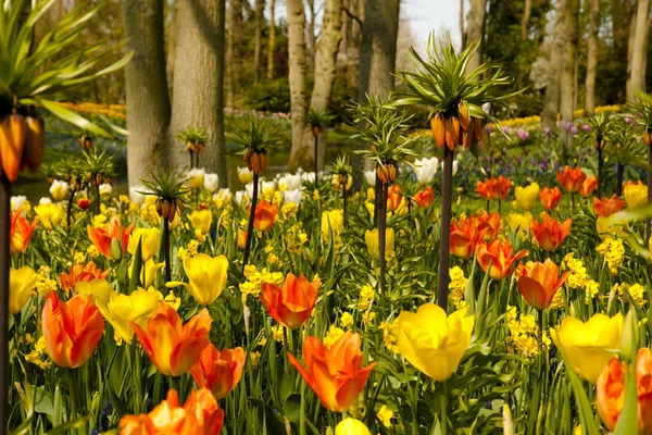 Квітковий Парк Кекенхоф Квіти Сад Нідерланди — стокове фото