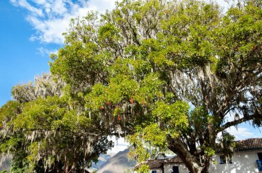 Yeşil Pisonay ağaç - Peru