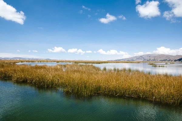 Reed bitkiler üzerinde Titikaka Gölü - Peru