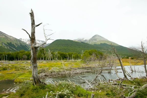 Beaver Damage Tierra Del Fuego Argentina — Stock Photo, Image