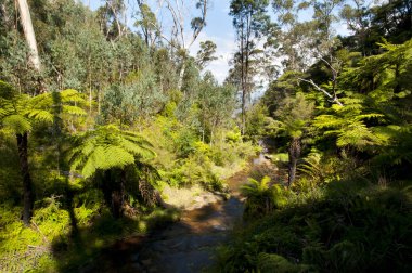 Dev ağaç Ferns - Blue Mountains - Avustralya