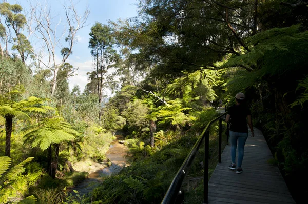 Reusachtige Boom Varens Blue Mountains Australië — Stockfoto