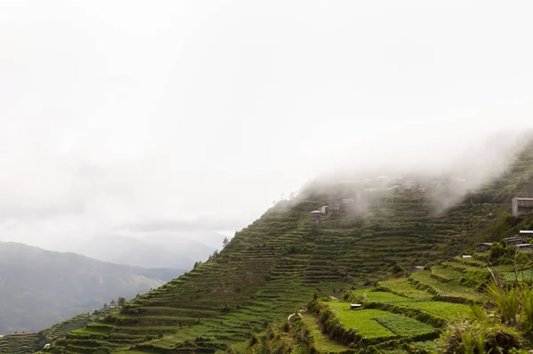 Terrace Fields Luzon Filippine — Foto Stock