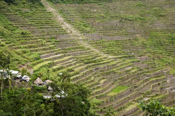 Batad Veld Terrassen Filipijnen — Stockfoto