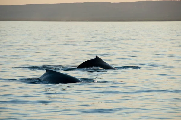 Baleias Jubarte Exmouth Austrália — Fotografia de Stock