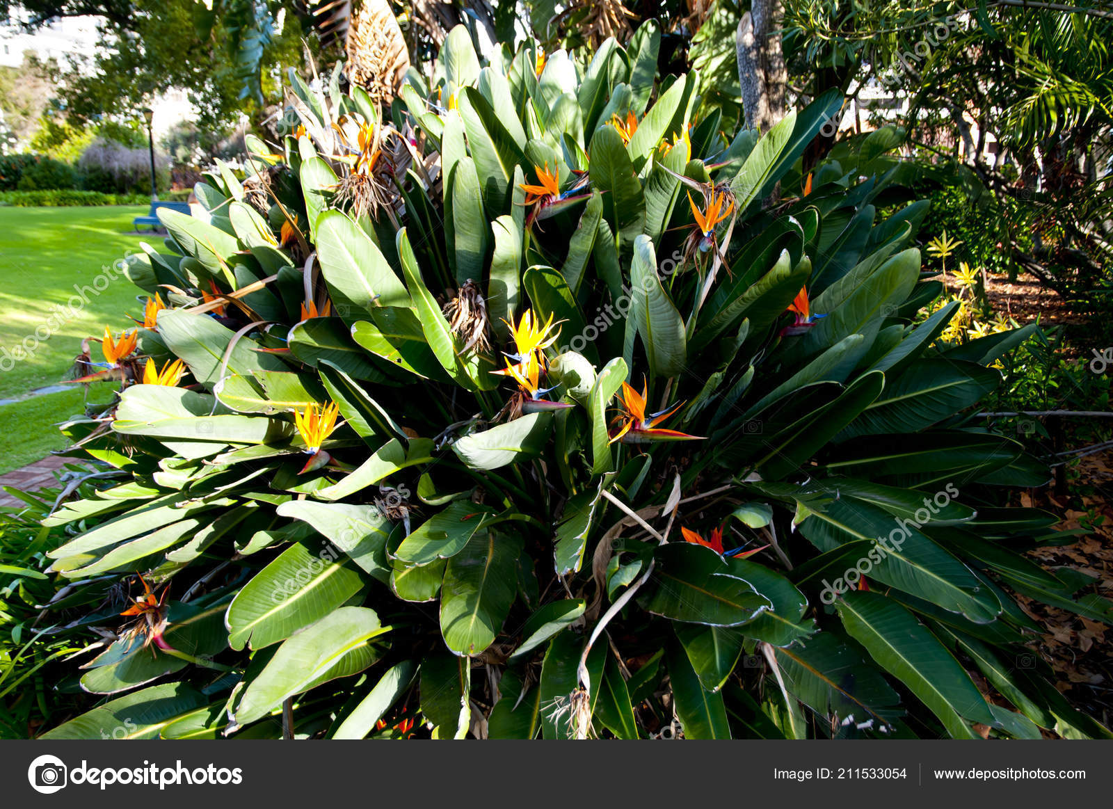 Plante Oiseau Paradis Photographie Adwo At Hotmailcom