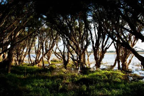 Palude Herdsman Lake Perth Australia — Foto Stock