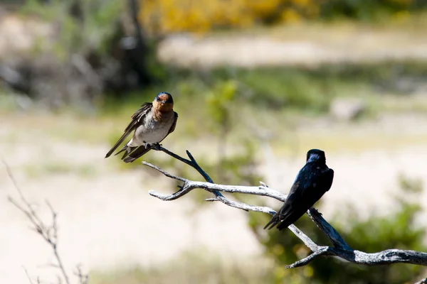 Swallow Birds Australia Occidentale — Foto Stock