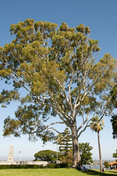 Eucalyptus Boom Geplant Door Koningin Elizabeth Perth Australia — Stockfoto
