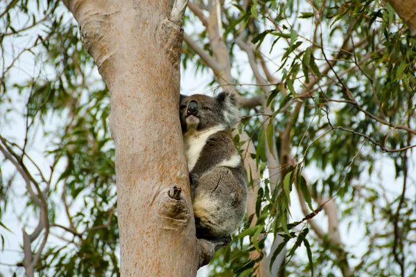 Koala Eukaliptusz Fán Ausztrália — Stock Fotó