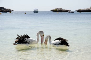 Avustralya Pelikan - Rottnest Adası