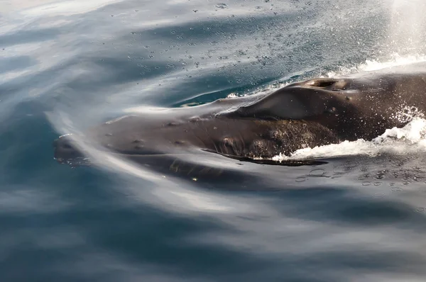 Trou Soufflage Des Baleines Bosse Groenland — Photo