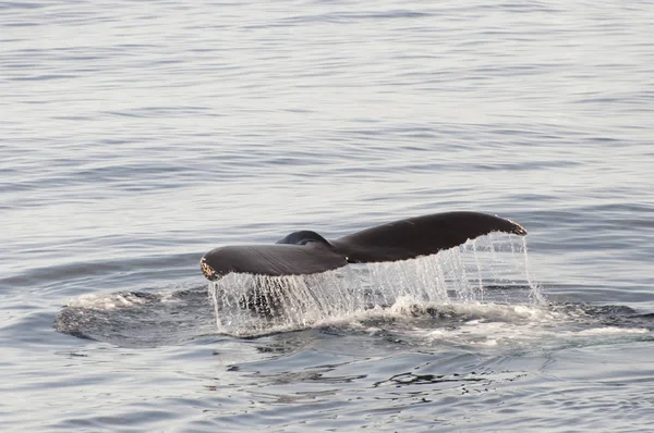 Humpback Whale Tail Grenlandia — Zdjęcie stockowe