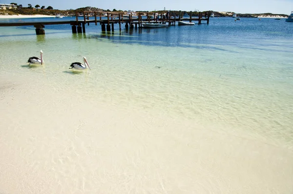 Australský Pelikánů Rottnest Island — Stock fotografie
