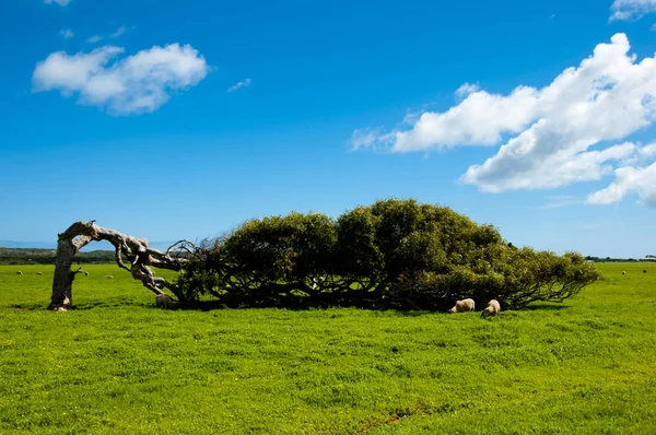 Leaning Tree Западная Австралия — стоковое фото