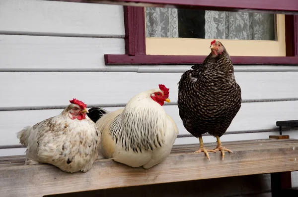 Free Range Pollo Gallo — Foto de Stock