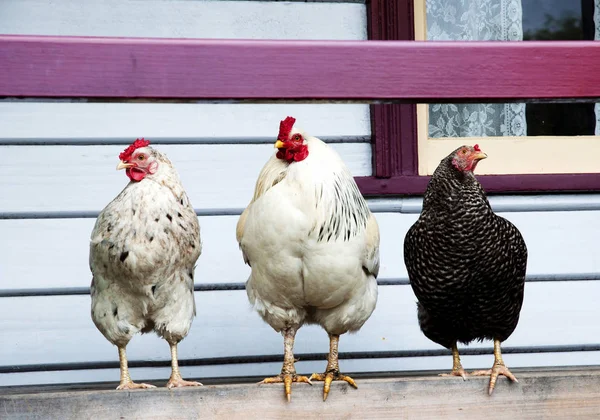 닭고기와 — 스톡 사진
