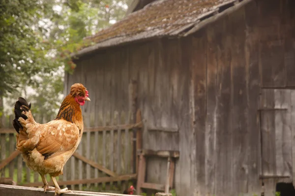 Free Range Pollo Una Granja Ecológica —  Fotos de Stock