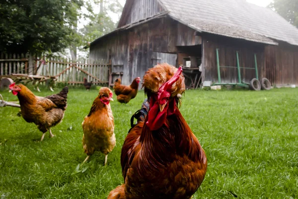 Bir Organik Çiftlik Ücretsiz Aralığı Tavuk — Stok fotoğraf