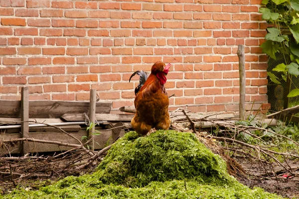 Szabad Tartású Kakas Egy Biofarm — Stock Fotó