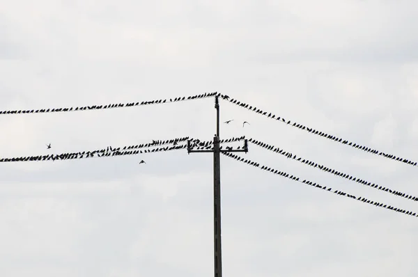 Πουλιά Ένα Ηλεκτρικό Πόλο — Φωτογραφία Αρχείου
