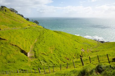 -Bağlantı noktası Jackson - Yeni Zelanda koyun çayıra