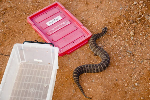 Death Adder Snake Austrália — Fotografia de Stock