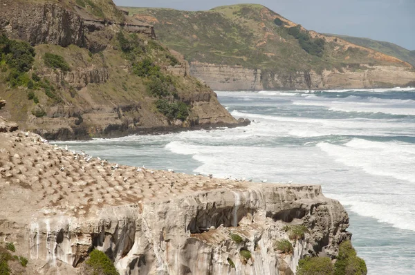 Gannets Muriwai Tengerpart Zéland — Stock Fotó