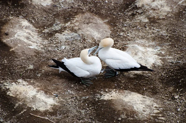 Gannets Costa Muriwai Nova Zelândia — Fotografia de Stock