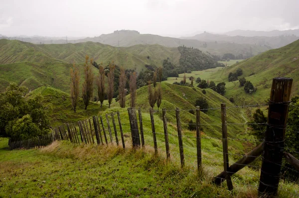 Sheep Pasture New Zealand — Stock Photo, Image