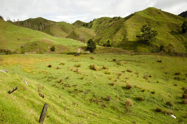 Sheep Pasture New Zealand — Stock Photo, Image