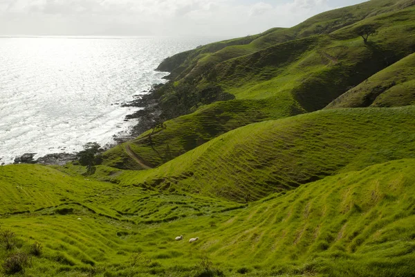 Sheep Pasture Port Jackson Selandia Baru — Stok Foto