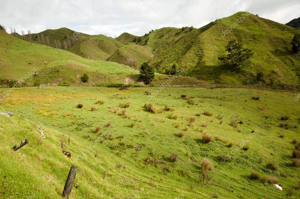 Sheep Pasture - New Zealand