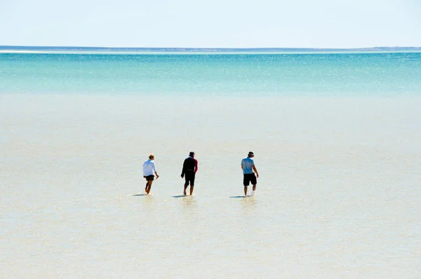 Shell Beach Shark Bay Australia Occidental —  Fotos de Stock
