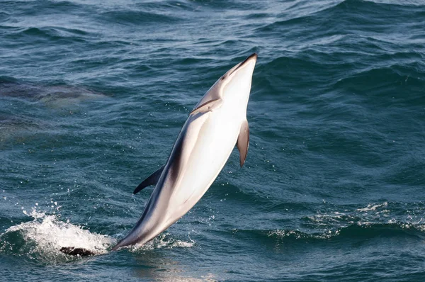Delfín Saltador Kaikoura Nueva Zelanda —  Fotos de Stock