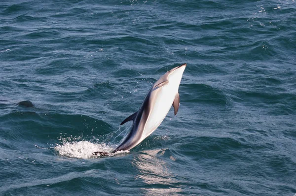 Jumping Dolphin Kaikoura New Zealand — Stock Photo, Image