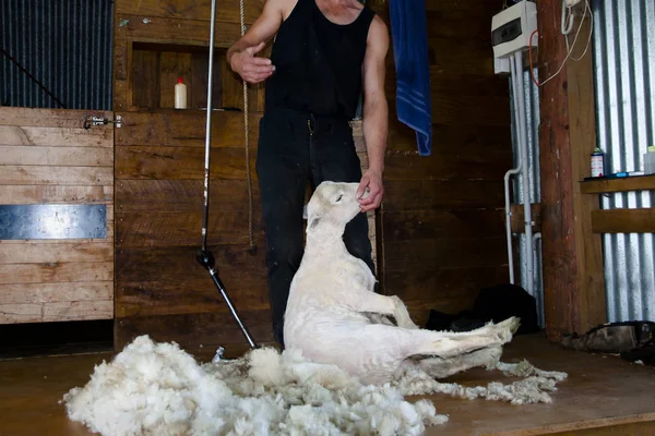 Sheep Shearing New Zealand — Stock Photo, Image