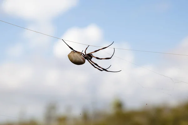 Golden Silk Orb Weaver Spider Nephila Edulis Austrália — Fotografia de Stock