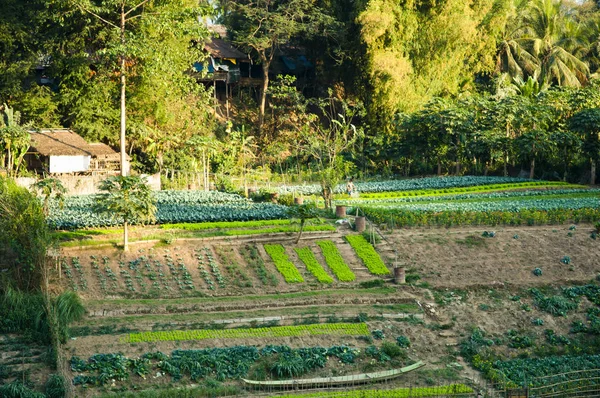 Agricultura Río Mekong Laos — Foto de Stock