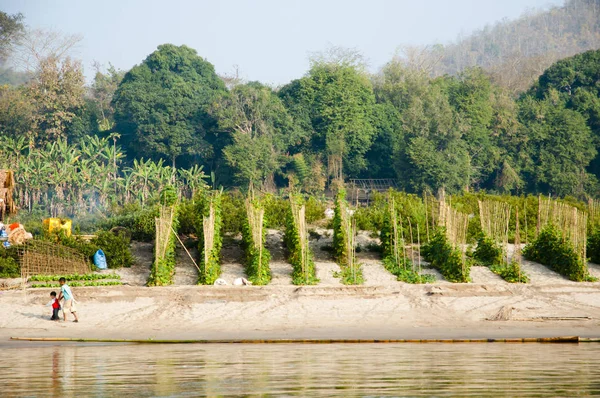 Agricultura Río Mekong Laos — Foto de Stock