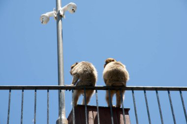 Barbary maymunları - Cebelitarık bölge