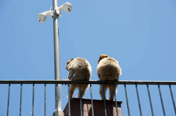 バーバリ Macaques マカク属 ジブラルタルの領域 — ストック写真