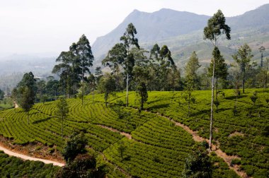 Çay plantasyon - Sri Lanka