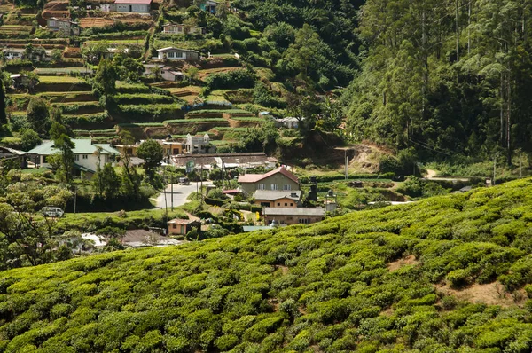 Plantação Chá Sri Lanka — Fotografia de Stock