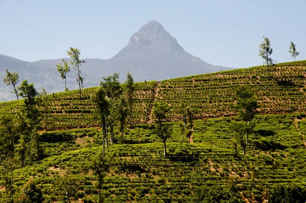 Tea Plantation Sri Lanka — Stock Photo, Image