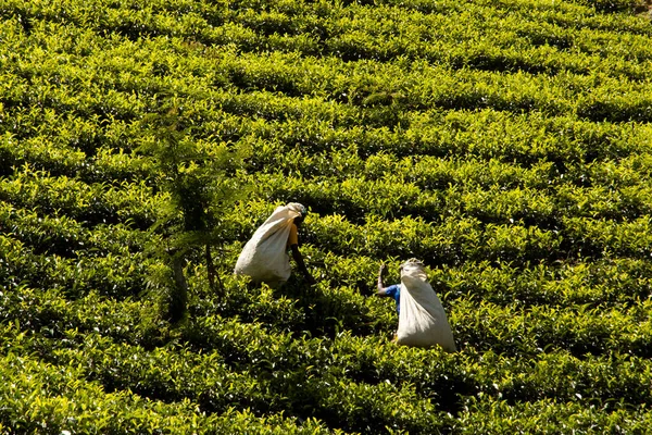 Çay Plantasyon Sri Lanka — Stok fotoğraf