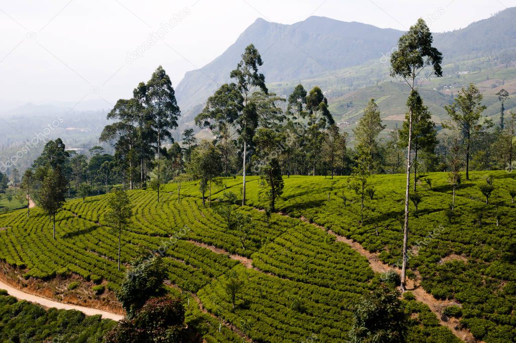 Tea Plantation - Sri Lanka