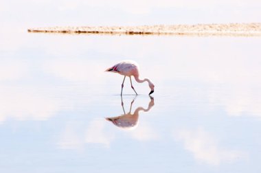 Flamingo - Chaxa Lagoon - Şili