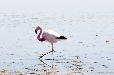 Flamingo - Chaxa Lagoon - Şili